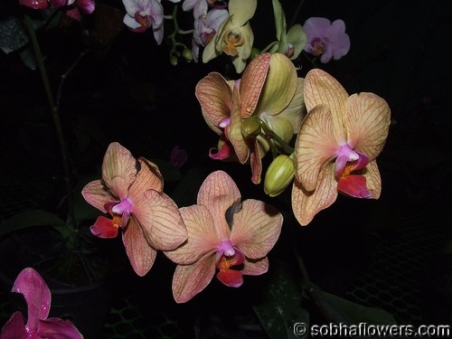 Phalaenopsis